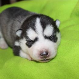 Yellow - Black and white female Siberian Husky puppy in Le Sueur, Minnesota from Tevana Siberians LLC