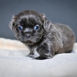 Lilac - Lilac female Shih Tzu puppy in Montrose, Colorado from Nana's Happy Pups