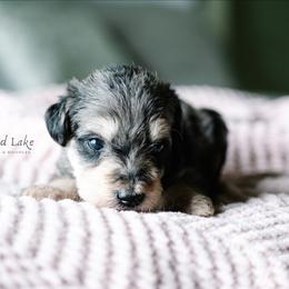 Golden Tempo - Merle female Schnoodle puppy in Grove, Oklahoma from Grand Lake Poodles & Doodles