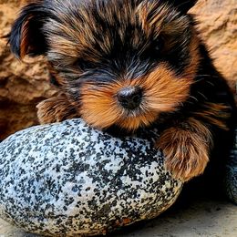 Tenric AKC DNA embark health tested - Black and tan male Yorkshire Terrier puppy in Mankato, Minnesota from Niko Terriers