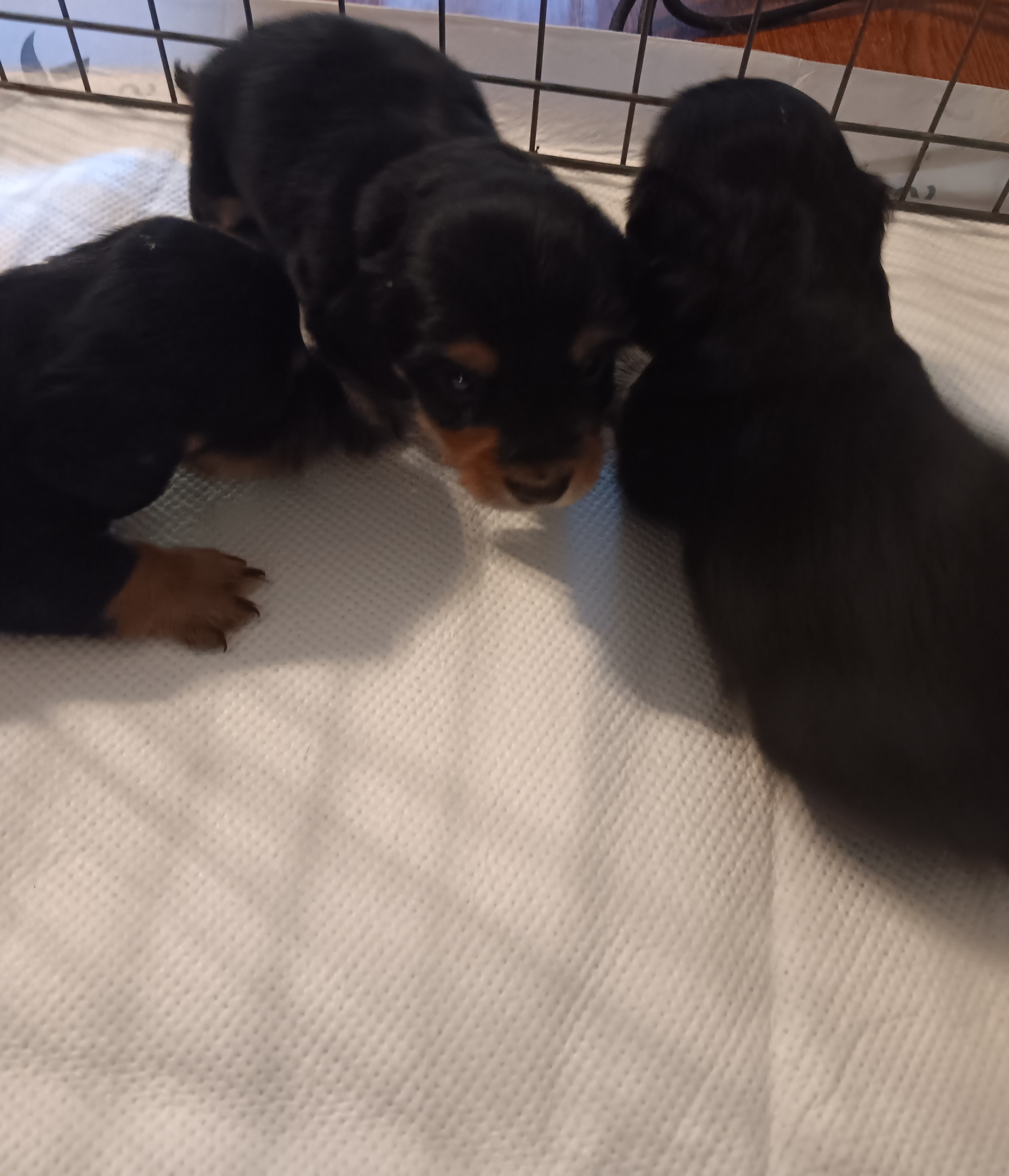 Dachshund puppies from Route 66 Dachshunds