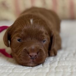 Luna- Pink collar - Red female Cavapoo puppy in Beckley, West Virginia from By Design Doodles