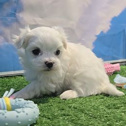 Ollie - White male Maltese puppy in Aurora, Missouri from KnJ Precious Paws LLC