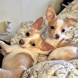 Chihuahua Puppies from Pittsburgh Paw Prints