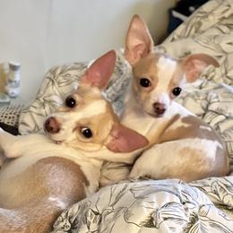 Chihuahua Puppies from Pittsburgh Paw Prints