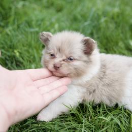 Blossom - Chocolate merle female Pomeranian puppy in Saint Ignatius, Montana from Pomeranians Montana
