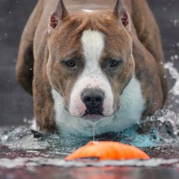 Stingray - American Staffordshire Terrier