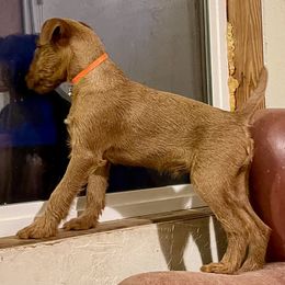 Irish Terrier and Scottish Terrier Puppies from Avonlea Terriers