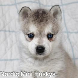 Boy 1 - Gray and white male Alaskan Klee Kai puppy in Klamath Falls, Oregon from Nordic Mini Huskys