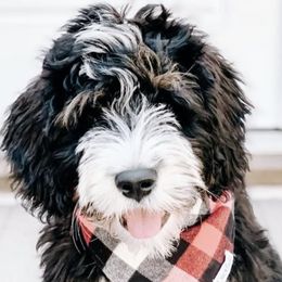 Bernedoodles from Destined 4 Doodles