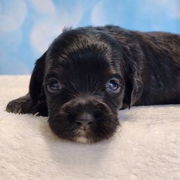 Everett - Black and tan male Cockapoo puppy in Louisburg, North Carolina from Raven Oak's Mini Cockapoos