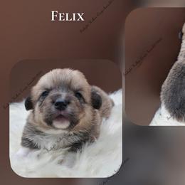 Felix - Sable male Pembroke Welsh Corgi puppy in Charleroi, Pennsylvania from Twilight Hollow Corgis