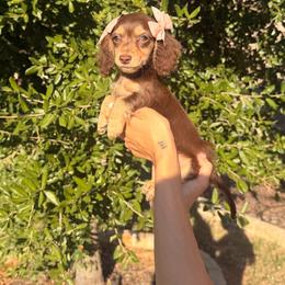 Salem - Chocolate and tan female Dachshund puppy in Aubrey, Texas from Dollhouse Doxies LLC