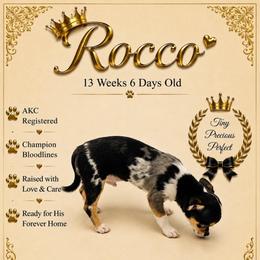 AKC Rocco - Merle male Chihuahua puppy in Columbus, Nebraska from Prancy Pawz
