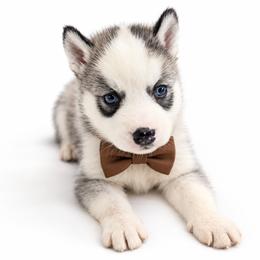 Tundra - Gray and white female Siberian Husky puppy in Elmwood Park, Illinois from Goldens&MiniAussiesWithFinesse