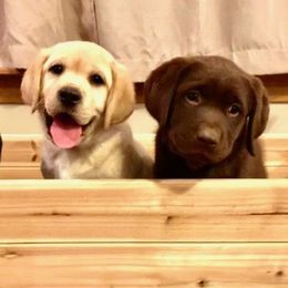 Golden Retrievers and Labrador Retrievers from Mulberry Retrievers