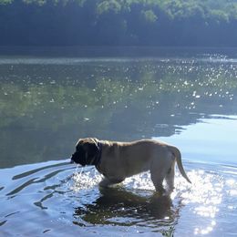 Mastiffs from Silver Mountain Mastiffs
