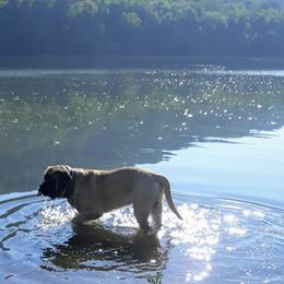 Mastiffs from Silver Mountain Mastiffs