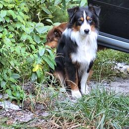 Australian Shepherd All Grown Up from Swamp Puppy Canine Kennel