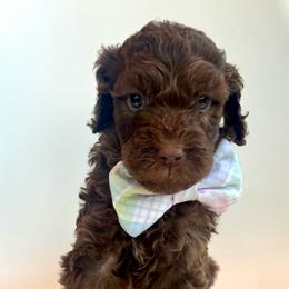 Pancake - Chocolate male Goldendoodle puppy in Pulaski, Tennessee from Doodle My Heart