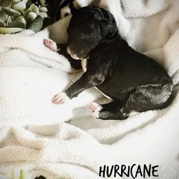 Bernedoodles from Parish Bred Bernedoodles