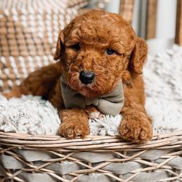 LINUS - Red  male Goldendoodle puppy in Iola, Texas from Supreme Doodles of Texas