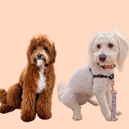 Goldendoodle puppies from Lauralyn's Goldendoodles