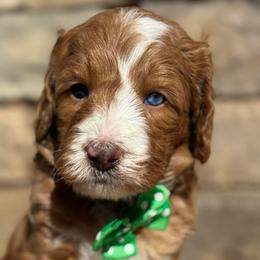 Black-nibbles - Red male Bernedoodle puppy in Yuciapa, California from AlltheDoodlez_
