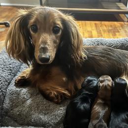 Bubbliscious - Dachshund