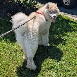 Heath-Crixus - Red and white male Siberian Husky puppy in Coshocton, Ohio from Wyant Farms
