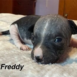 Freddy - White and black male American Hairless Terrier puppy in Buckingham, Illinois from Gaus Hof