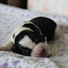 Violet - Tri-Roan female English Springer Spaniel puppy in Winfield, Tennessee from Murphy Farms and Springers