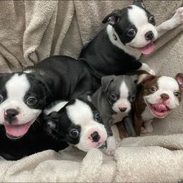 Boston Terriers from Lucky 7 Bostons