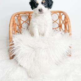 Lisa - Tri-color female Bernedoodle puppy in Otisville, Michigan from Danie’s Darling Doodles LLC