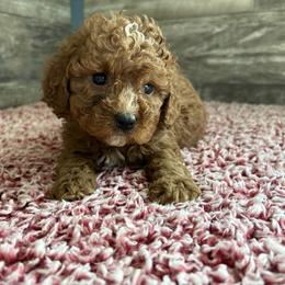 Kallene - Red female Cavapoo puppy in Osseo, Michigan from Smiths Fluffy butts