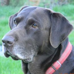 Bear - Labrador Retriever