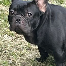 French Bulldogs from Jeffersons Frenchies