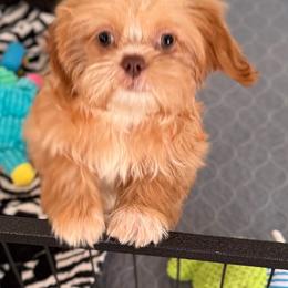 Hattie - Liver female Shih Tzu puppy in Stafford, Virginia from Bayview Pups