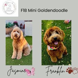 Goldendoodle puppies from Adored Poodle & Doodles