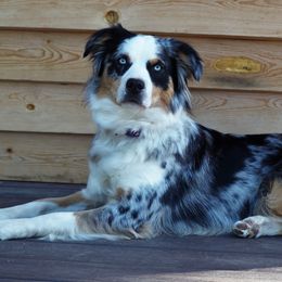 Bliss - Miniature Australian Shepherd