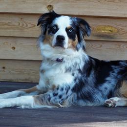 Bliss - Miniature Australian Shepherd