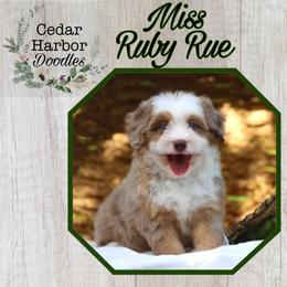 Ruby - Aussiedoodle