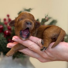 Star - Red female Cavapoo puppy in Yuciapa, California from AlltheDoodlez_