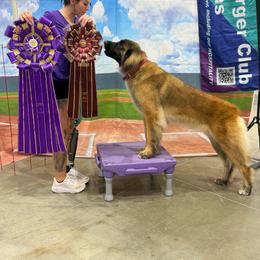 Star - Leonberger