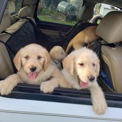 Aussiedoodle and Labradoodle Puppies from Cherokee Rose kennels
