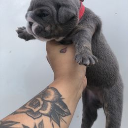 Bulldog and French Bulldog Puppies from Bully Life Farms