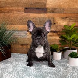 Boy 1 - Brindle male French Bulldog puppy in Shelby Township, Michigan from Duvalls frenchies