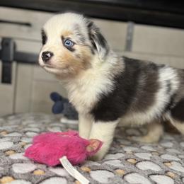 Blue Merle male 1 - Blue merle male Miniature Australian Shepherd puppy in Hamilton, Montana from Lost Trail Aussies