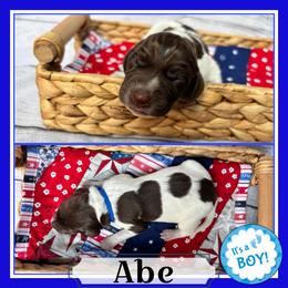 Abe - Liver and white male German Shorthaired Pointer puppy in Spotsylvania Courthouse, Virginia from Ambitious Acres Kennels