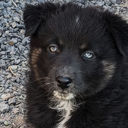Girl 4 - Black tri-color Australian Shepherd puppy in Touchet, Washington from Frog Hollow Aussies